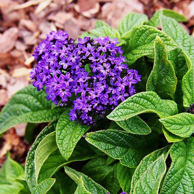 Sun's Eye - Wholesale Fragrance Oil - Heliotrope Oil1