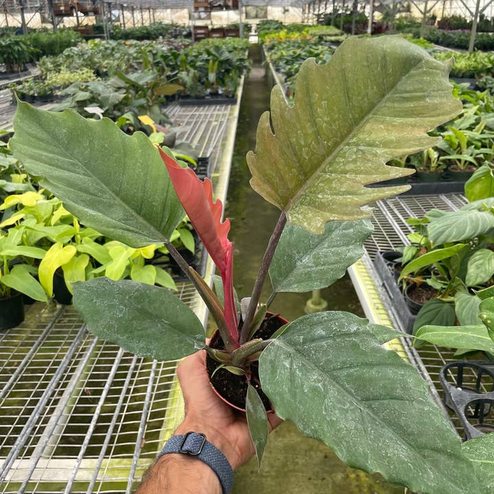Philodendron Choco Empress for wholesale by House Plant Wholesale