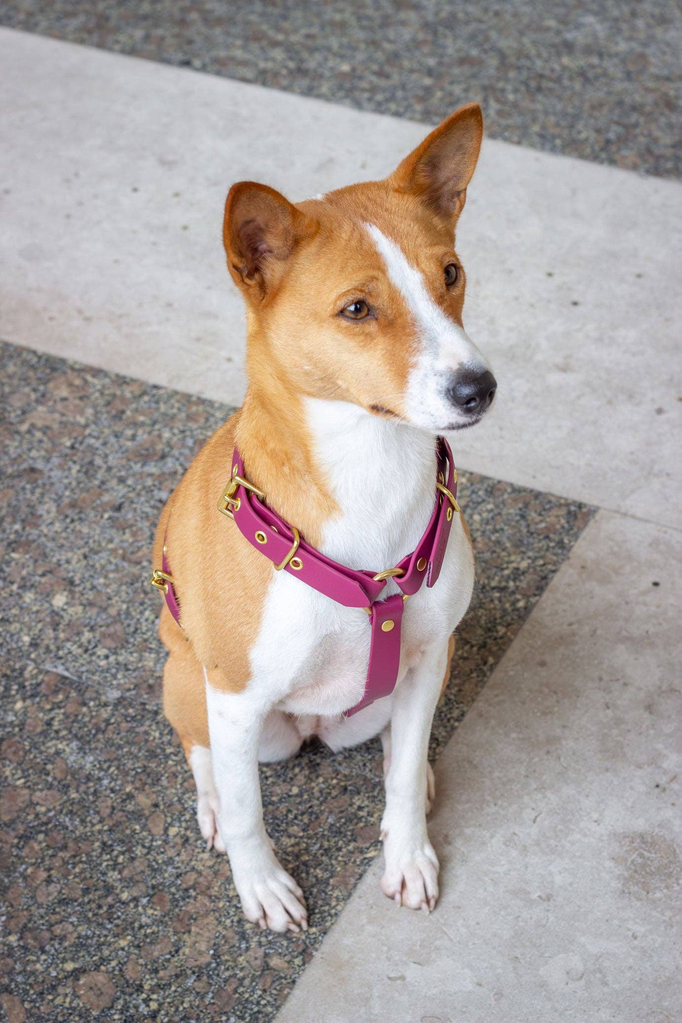 Atelier Markiz - Wholesale Pet Harness - Dog - Sangria Harness2