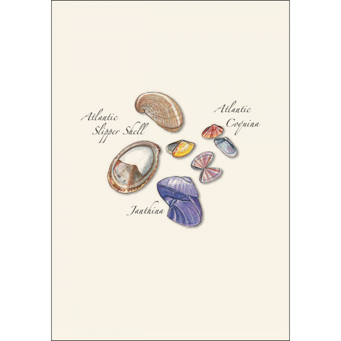 Earth Sky + Water - Wholesale Stationery/Notecard Set - Seashell Assortment2