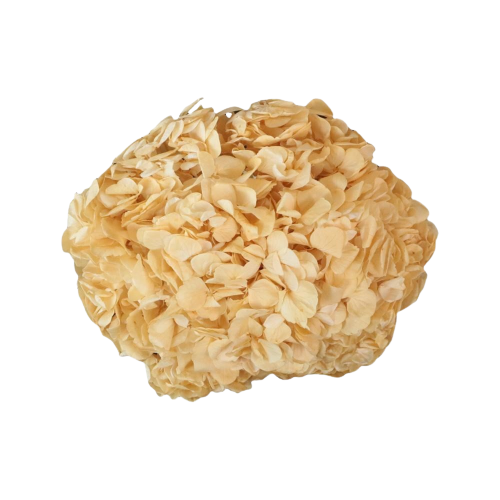 Concari.flores Preservadas - Wholesale Artificial Flowers - PRESERVED HYDRANGEA FLOWER1
