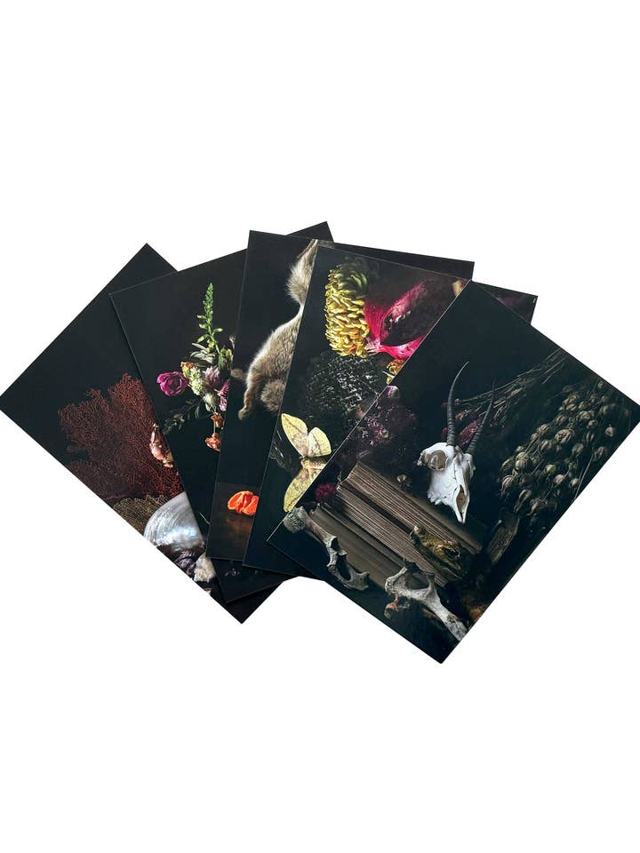 Animalium Postcard Set - 5 Postcards for wholesale by Veneration of Light