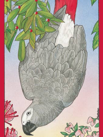 Parrot African Grey Christmas Cards Pack of 10 for wholesale by Pipsqueak Productions