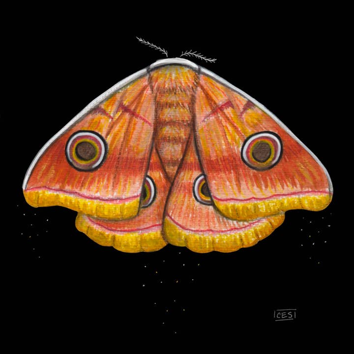 Motifs de papillons indiens en soie (petits) pour la vente par Brevity Art