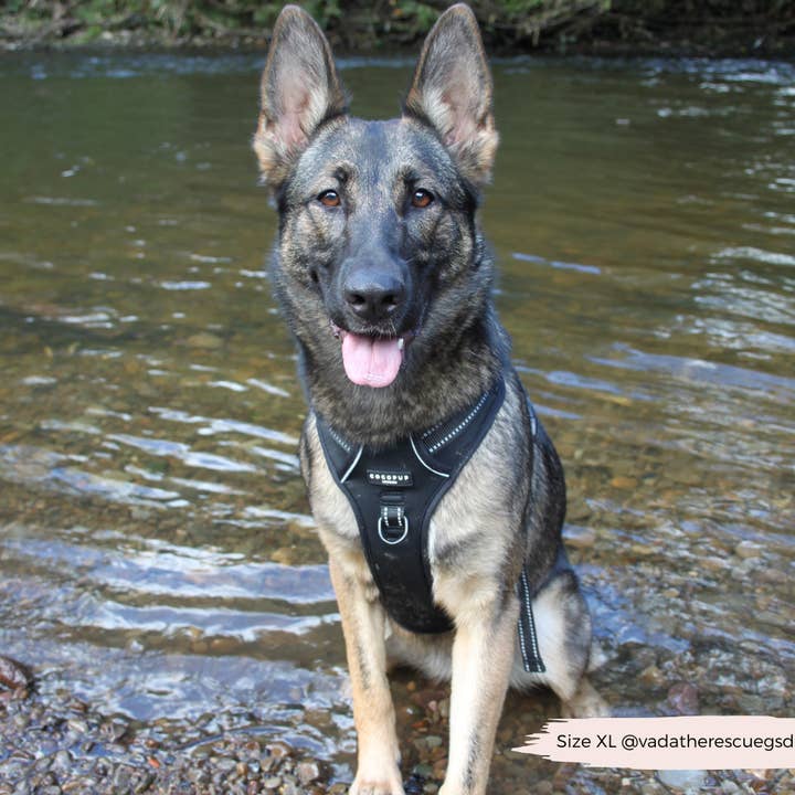 Cocopup London - Wholesale Pet Harness - Dog - Explore Harness - NAKD Liquorice6