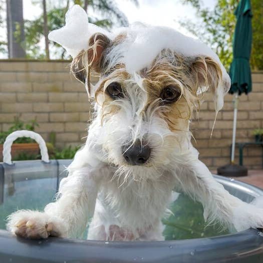 Wicked Bubbles LLC - Wholesale Pet Soap - Dog - Clean Paws - Woof approved10