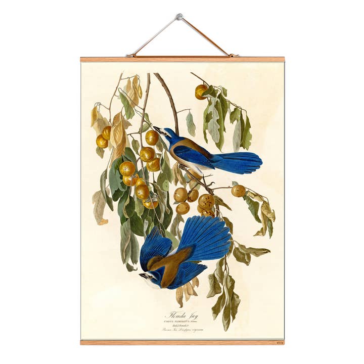 Scroll picture illustration # 067/Audubon/Florida Jays for wholesale by Eicie
