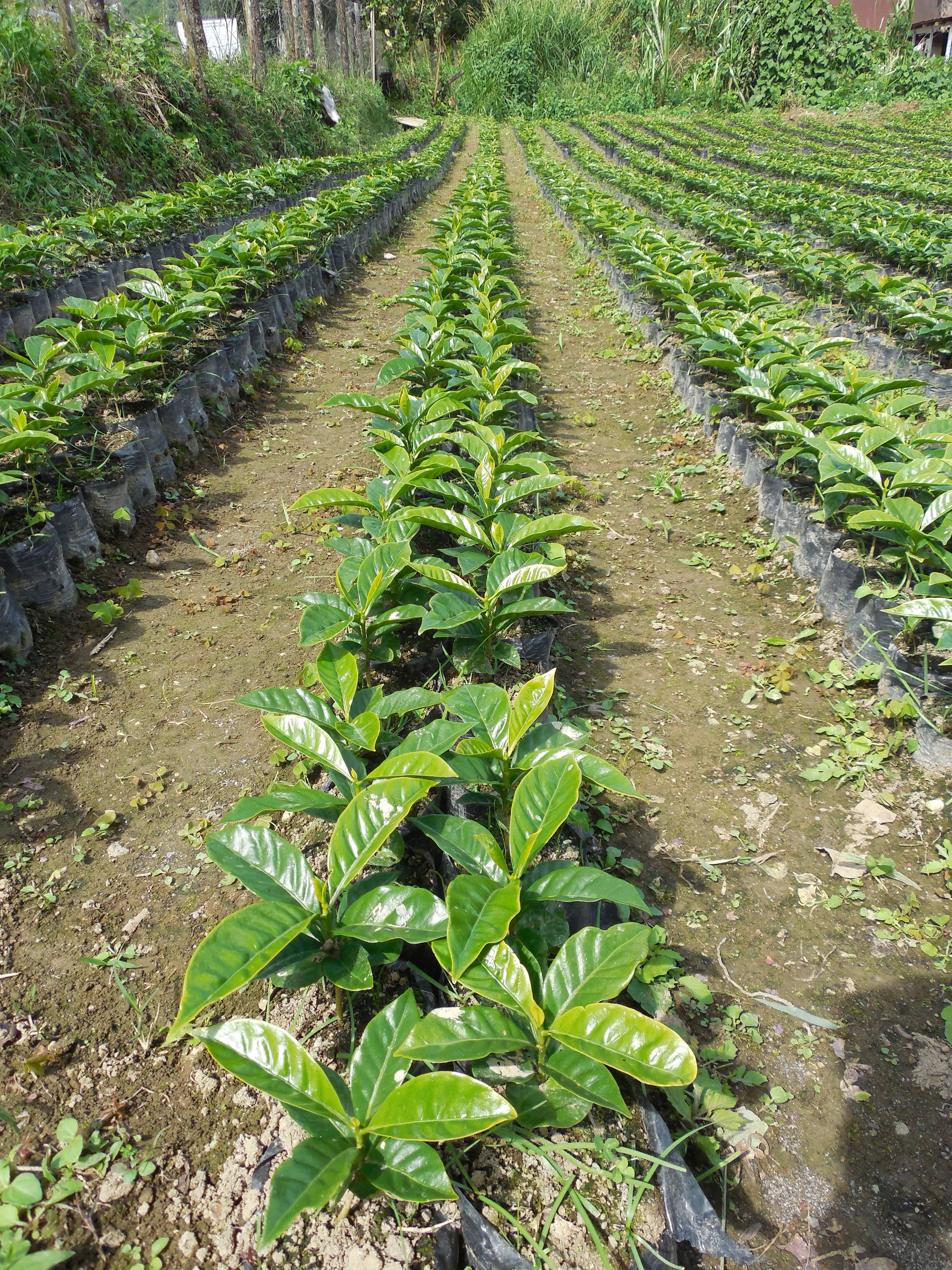 Caffè Corsini - Vente Café moulu - Café moulu | Éthiopie | 100 % Arabica | 250 g2