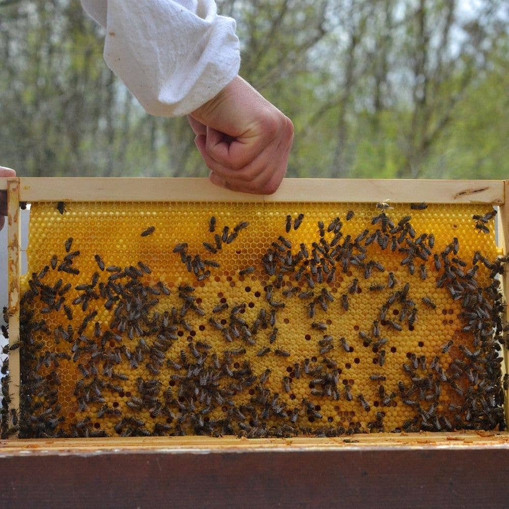 L'abella Miel EEUU - Wholesale Pillar Candle - L'ABELLAMEL Candles 1 Pack of 5 Units 5.91x2.36 Inch3