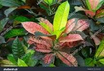 Succulents & Such, Inc. - Wholesale Live Plant -  "Magnificent" Croton Collection, 4" Pots2