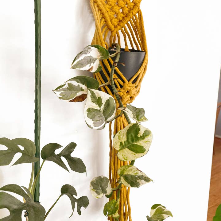Knots & Stone - Wholesale Hanging planter - Macrame Plant Hanger ( Dowel)1