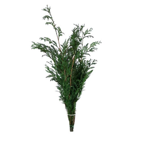 TUYA PRESERVED GREEN for wholesale by Concari.flores Preservadas