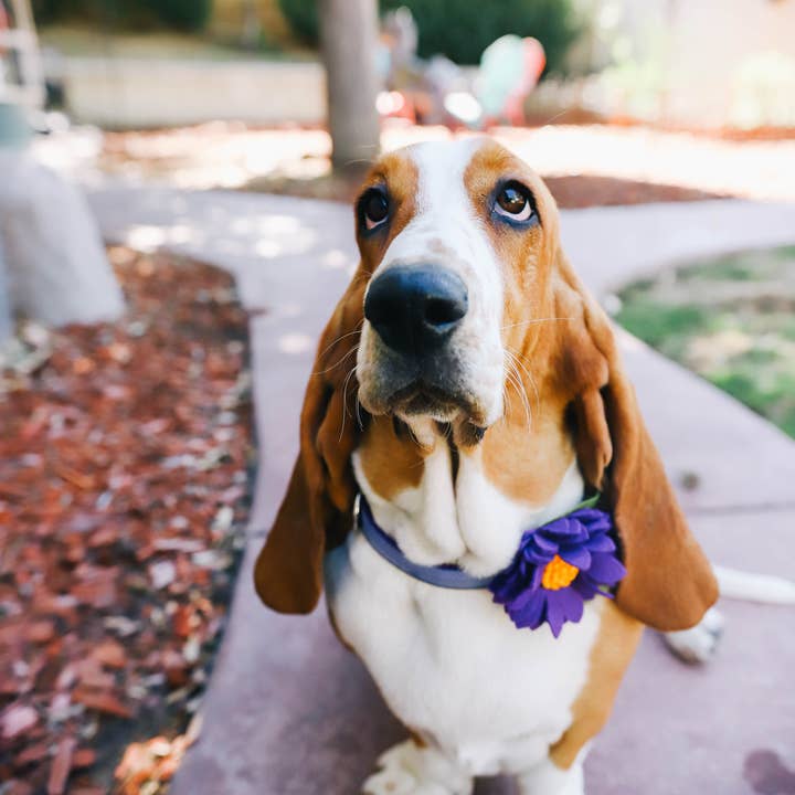 Mimi Green – Großhandel Haustierhalsband – Hund – Lotus-Hundehalsband-Blume (12 Farben!) NEUE FARBEN13