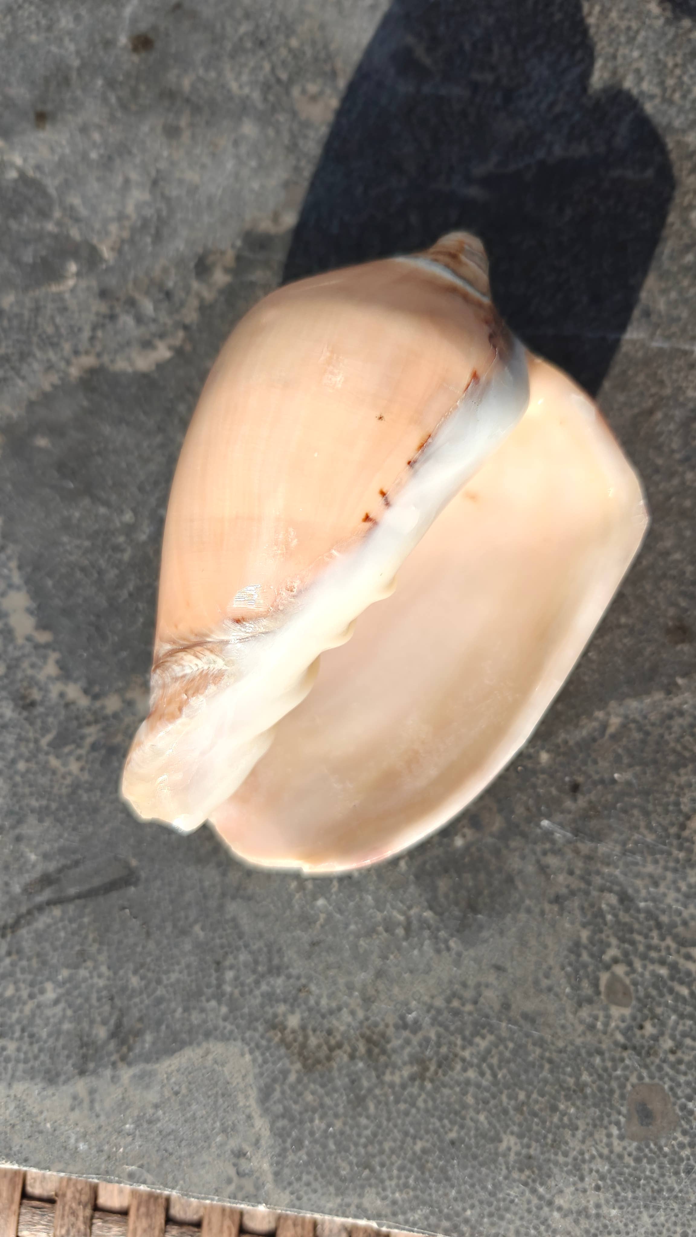 Product Import Holland - Wholesale Decorative Tabletop Object - Nature shell Pinang Ukir - unique - Ibiza - coast - beach1