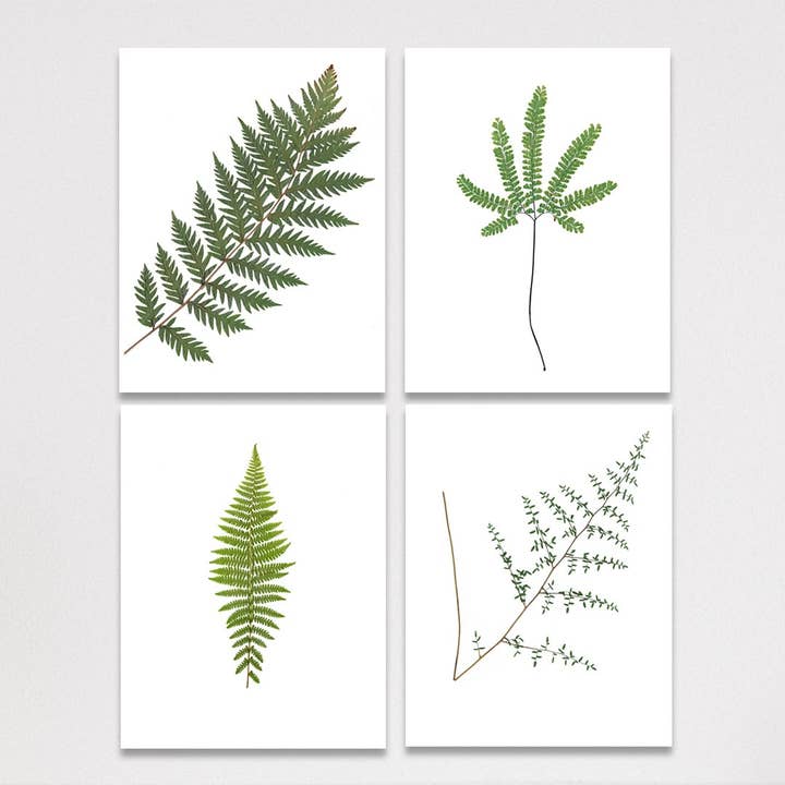Ferns of California Notecard Set for wholesale by Little Green Herbaria
