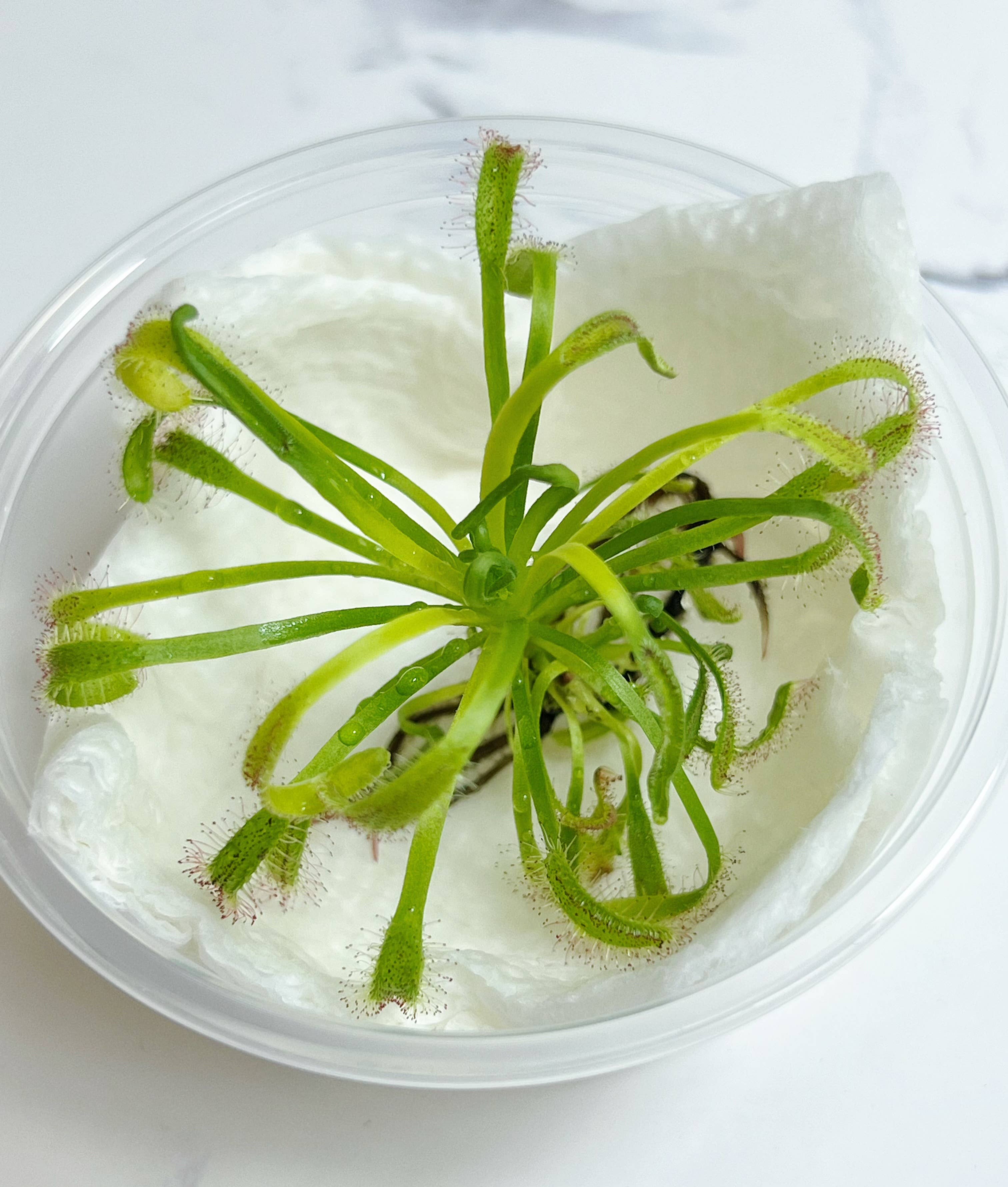 bloomify - Wholesale Live Plant - Cape Sundew(Drosera) –Gnat-Eating Carnivorous (Plant Only)1