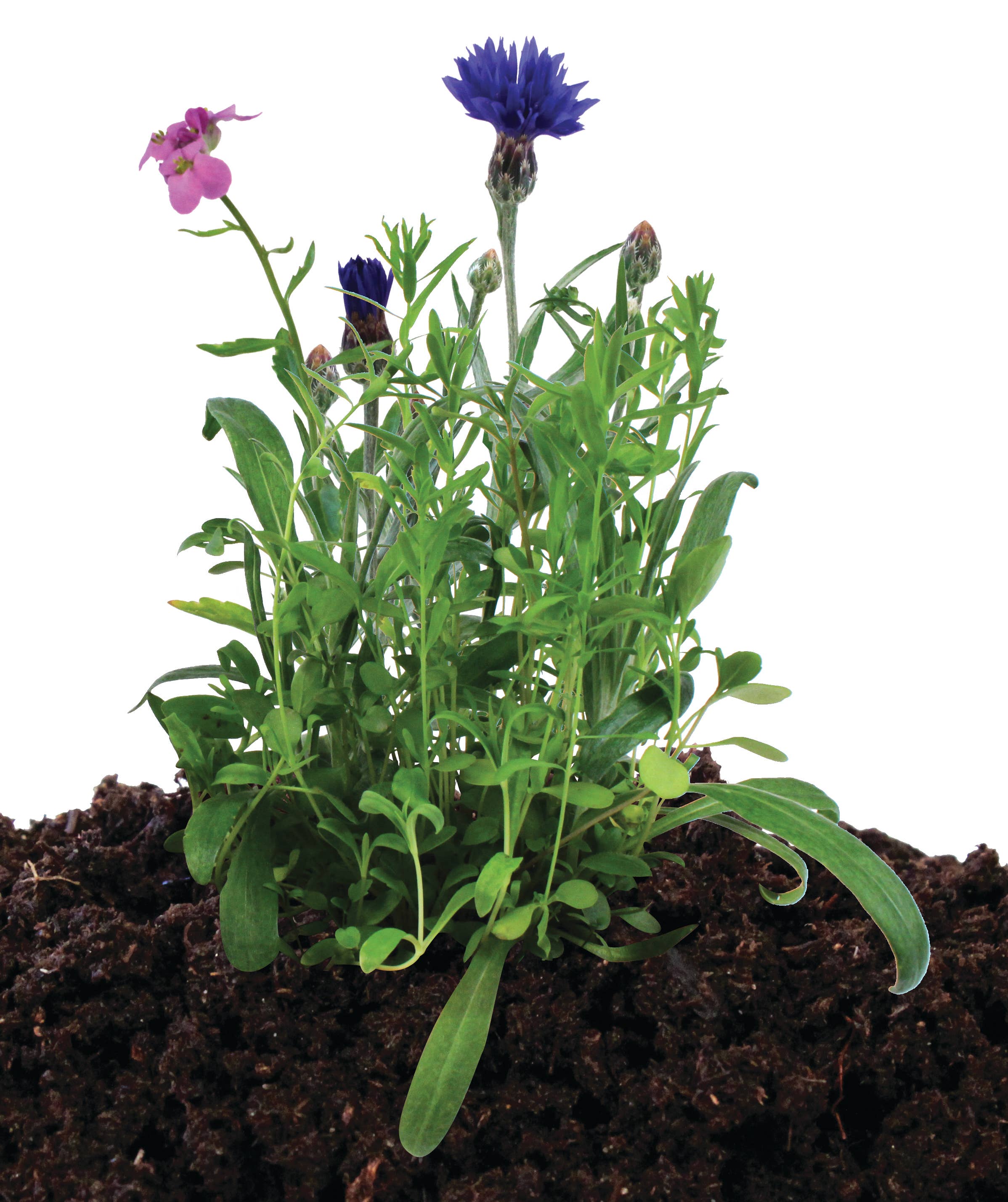 Silver Circle Products - Wholesale Plant Seeds - Bird And Butterfly Seed Stones3