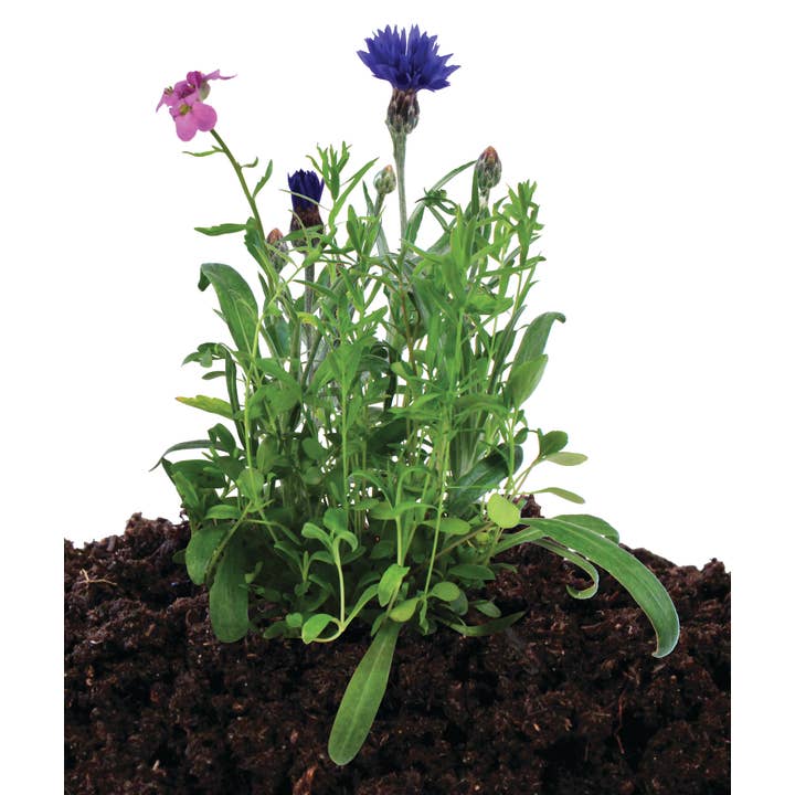 Silver Circle Products - Wholesale Plant Seeds - Bird And Butterfly Seed Stones3