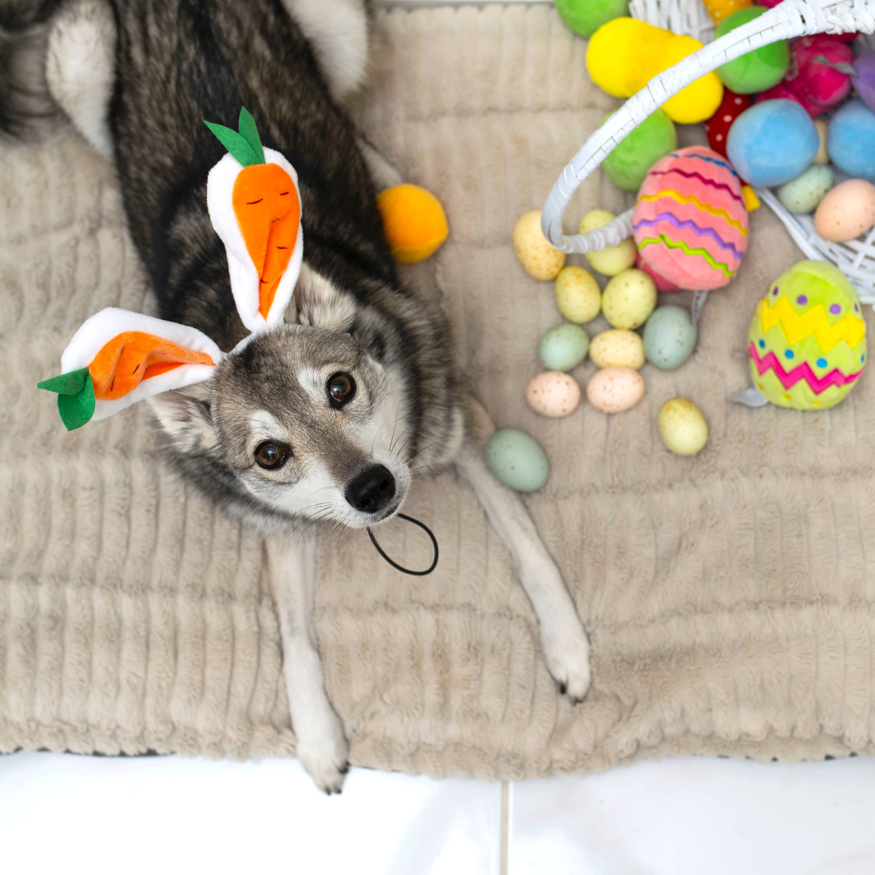 Midlee Designs - Wholesale Pet Hat - Dog - Midlee Carrot Bunny Ears Easter Dog Headband Costume2