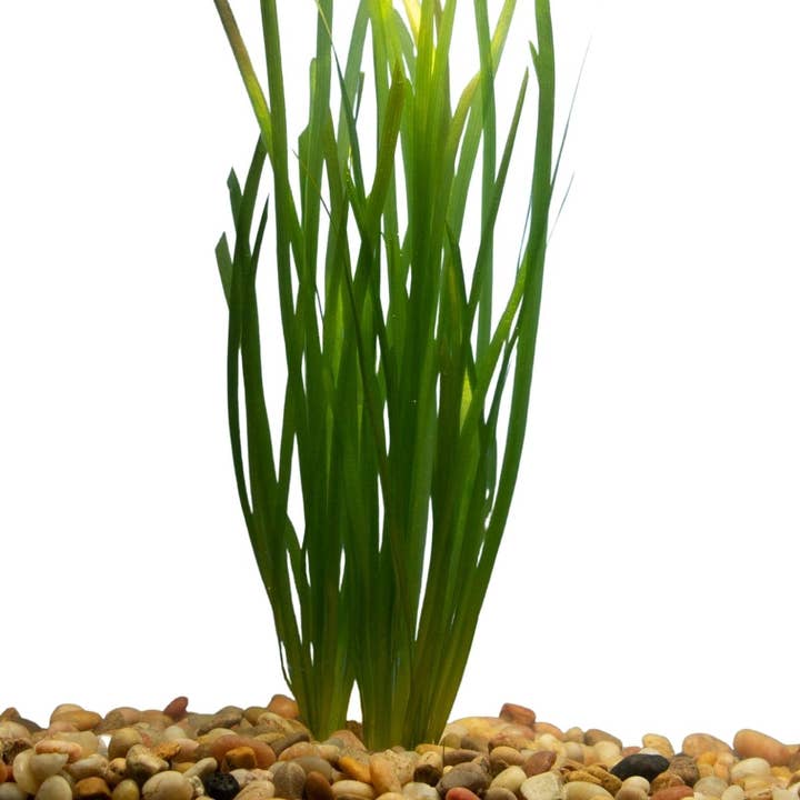 Wetplants - Wholesale Live Plant - Vallisneria Italian