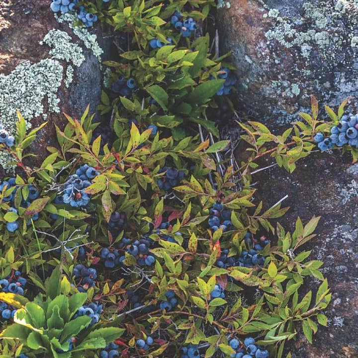 National Book Network - Wholesale Cookbook - Blueberry Cookbook