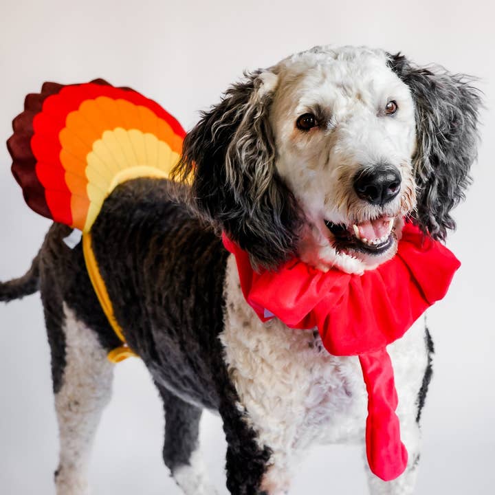 Midlee Designs - Wholesale Pet Costume - Dog - Midlee Turkey Beard & Tail Thanksgiving Costume