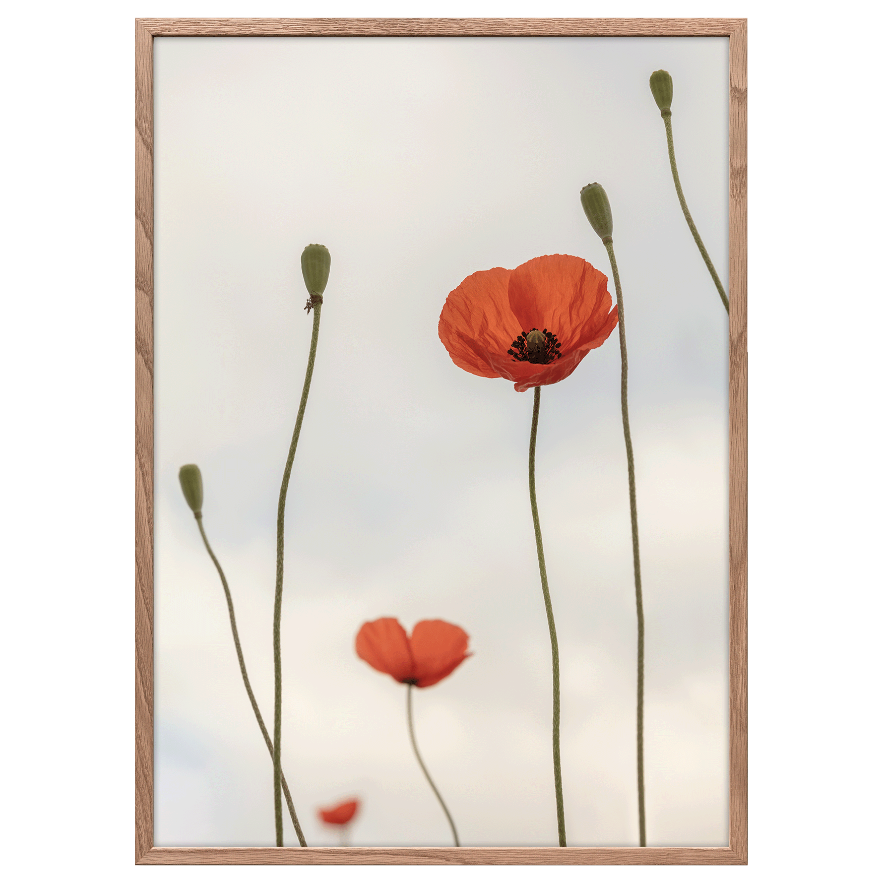 Foto Factory – wholesale Art print – poppy0