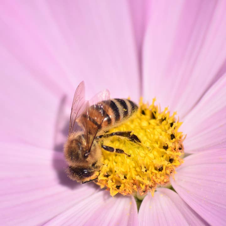 wasp and pink flower A4 Print for wholesale by Red Berry Photos