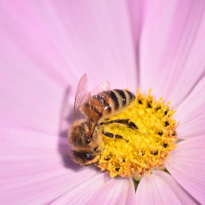 wasp and pink flower A4 Print for wholesale by Red Berry Photos