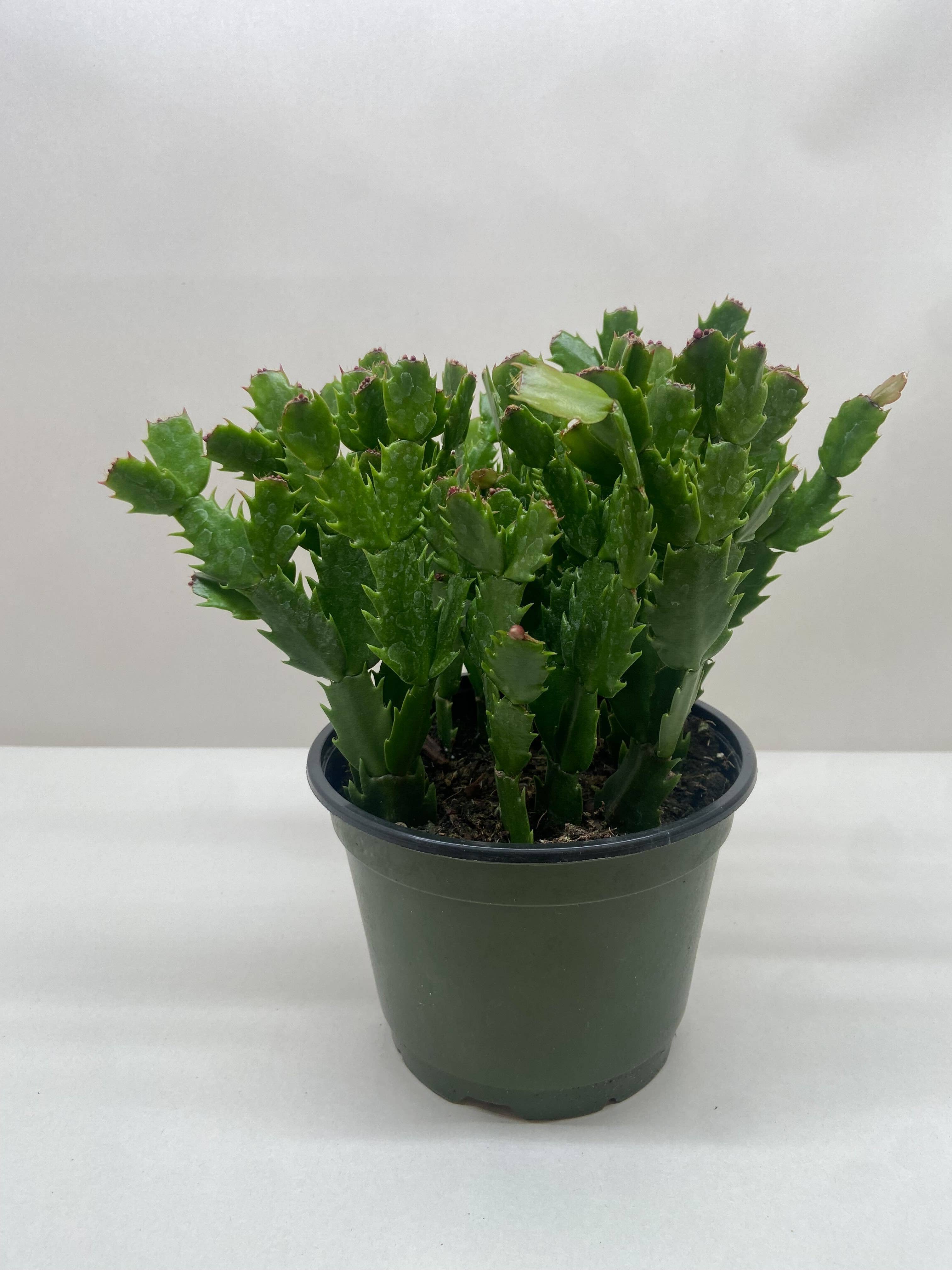 House Plant Wholesale - Wholesale Live Plant - Zygocactus 'Christmas Cactus' (RED) - 4" Pot