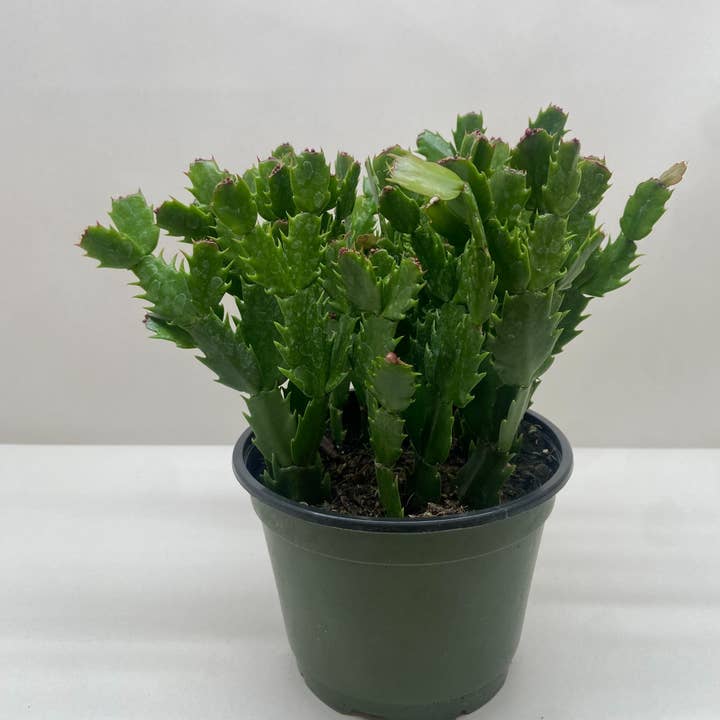 Zygocactus 'Christmas Cactus' (RED) - 4" Pot for wholesale by House Plant Wholesale