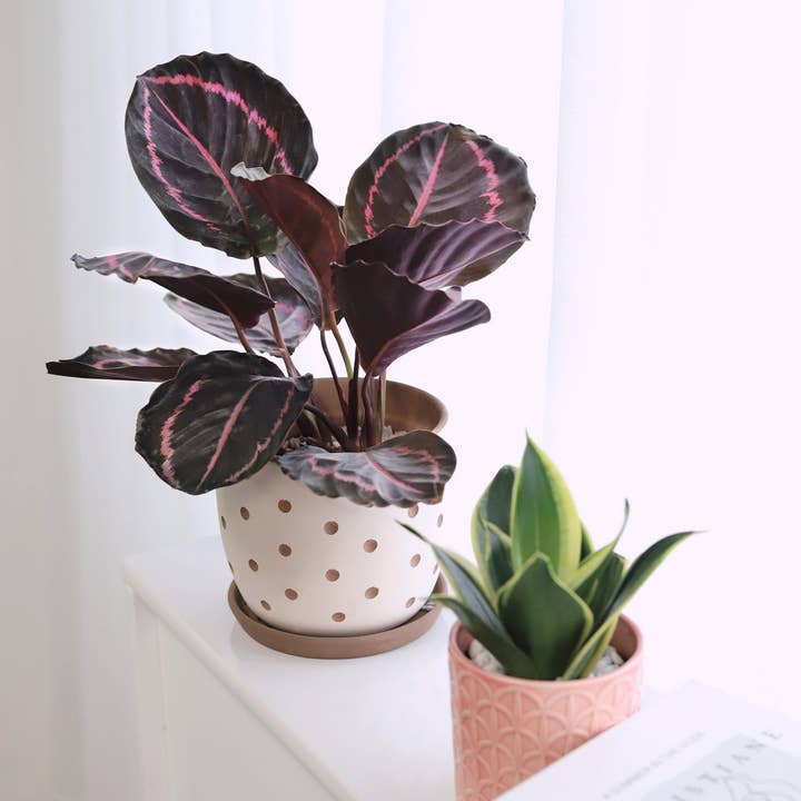 Calathea Dottie - Plante de prière purificatrice d'air - Pot de 4/6 pouces pour la vente par Best Plant Friend