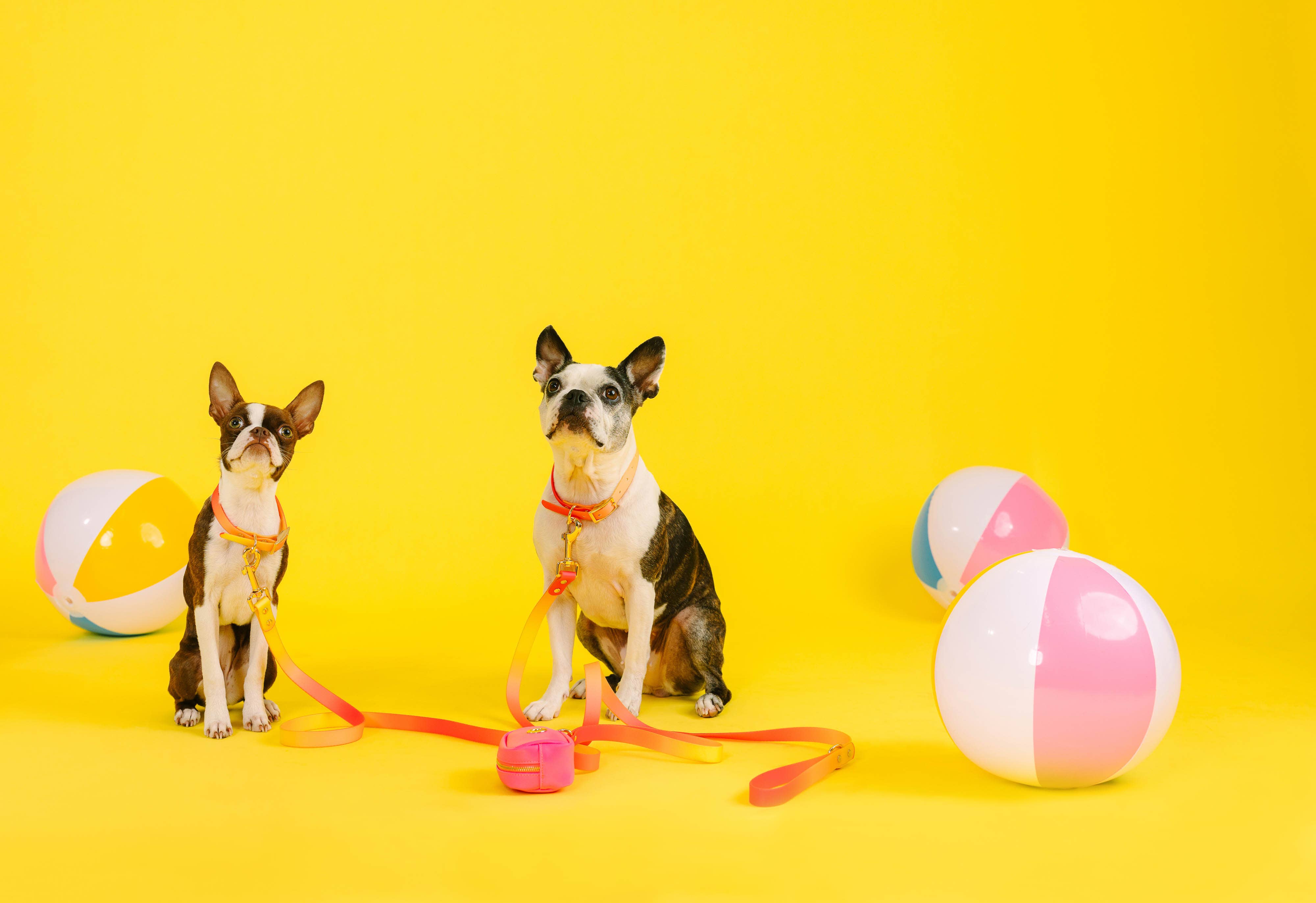 Pink Papyrus | Premium, Durable, & Stylish Dog Products – coleira - Cão por atacado – Coleira para Cão à Prova de Água e Fácil de Limpar Katelin All Weather9