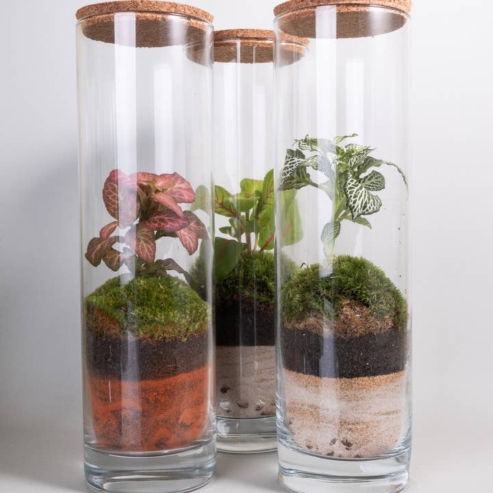 Ecodecs - Wholesale Terrarium - Self-sufficient terrarium with phytonia - EcoTerra1