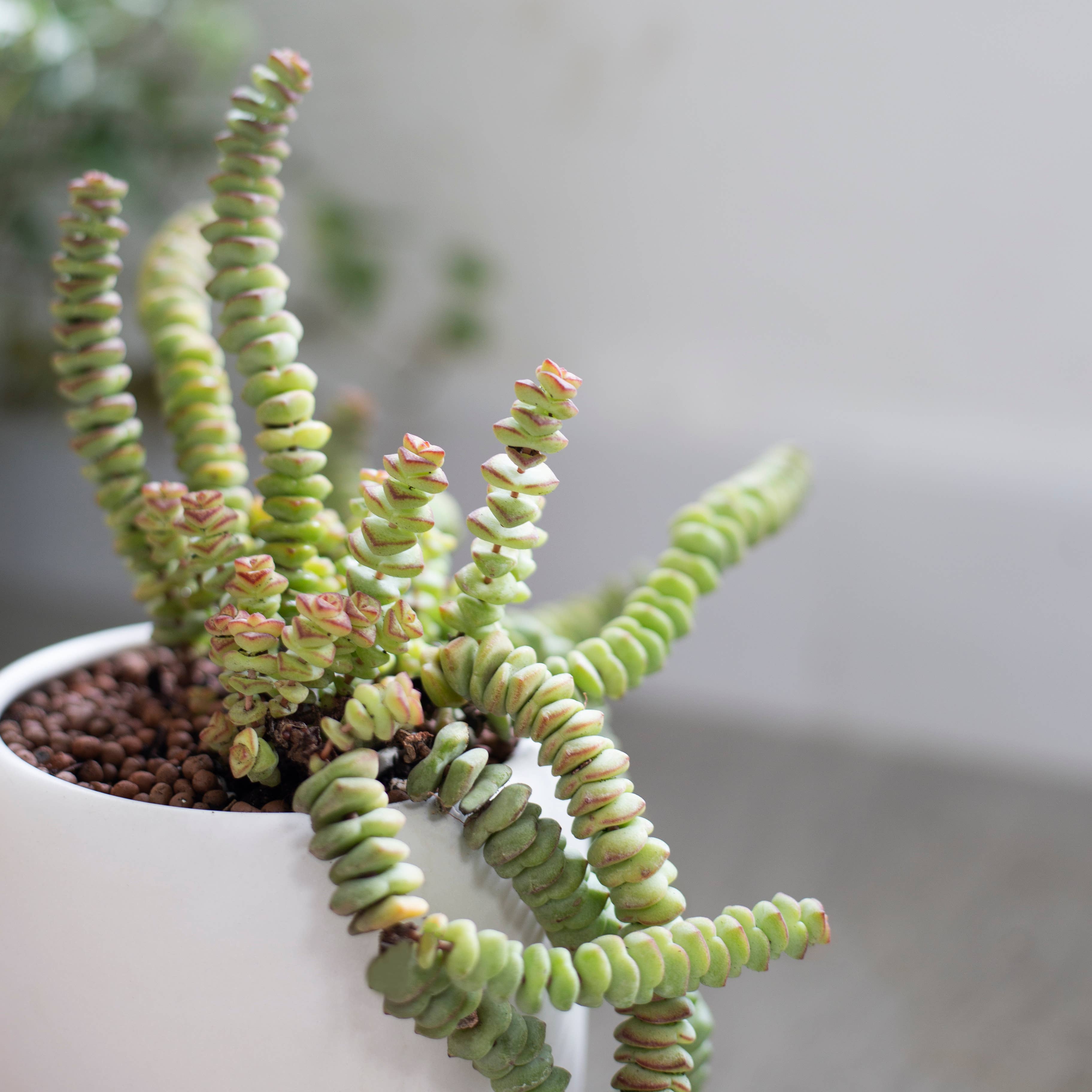 Best Plant Friend - Wholesale Succulent - Crassula Baby Necklace - Live Succulents Plant 2/4 inch Pot7