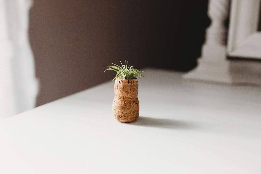 The Simply Crafty Shop - Wholesale Magnet - Magnetic Wine/ Champagne Cork Air Plant Holder3