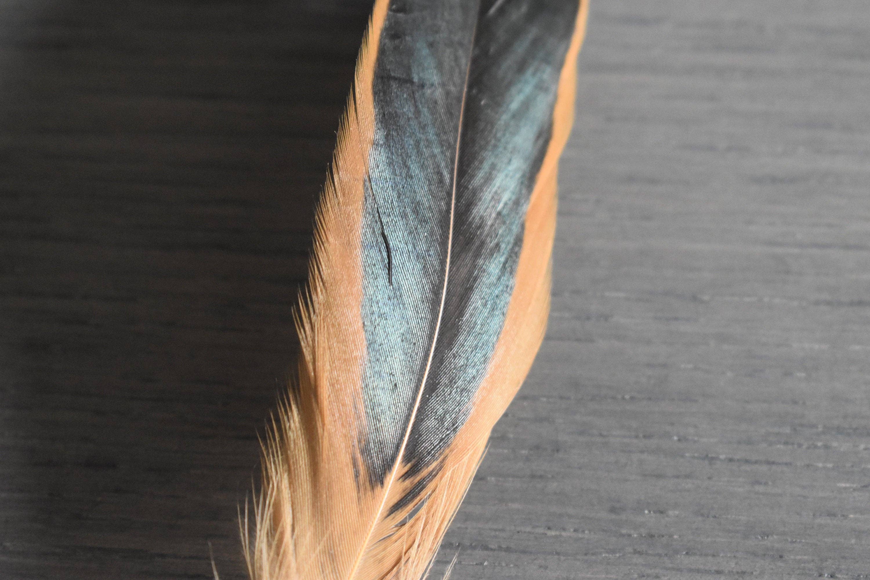 Plumes Naturelles – Engroshandel Tørrede/pressede blomster – Hanefjer i naturlige farver4