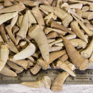 Cold River Mining - Wholesale Decorative Tabletop Object - ENCHODUS FISH FANGS, SABER TOOTH HERRING