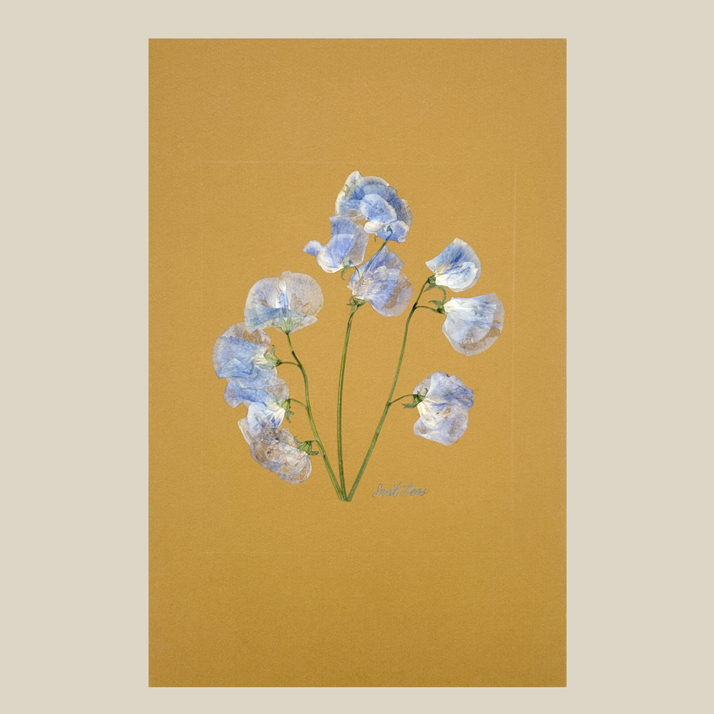 The Fleur De Lis House - Wholesale Sculpture - One-of-a-kind real pressed sweet pea on mustard wall art4