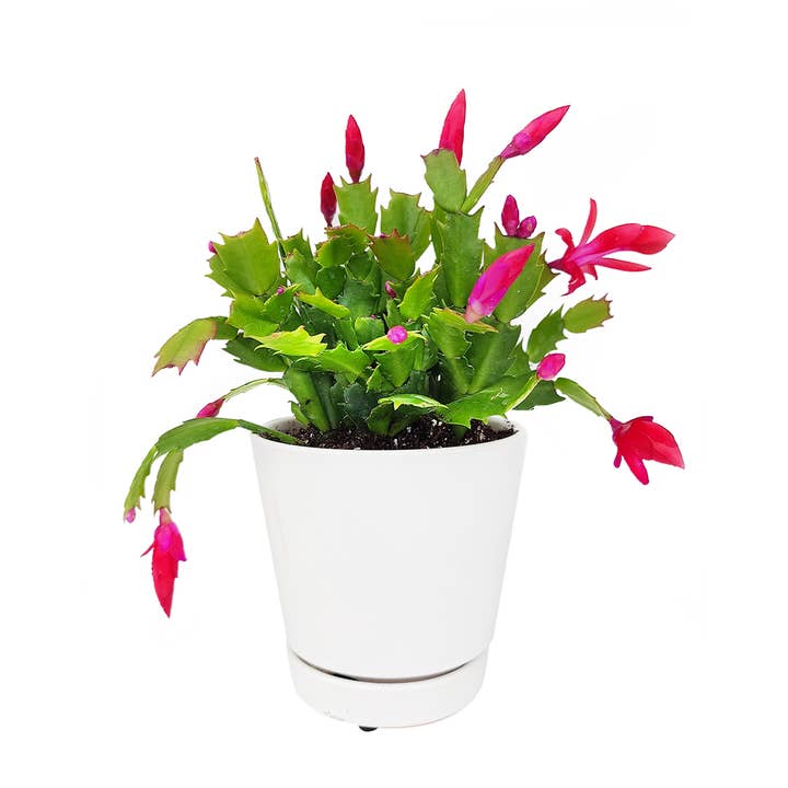 Best Plant Friend - Wholesale Succulent - Christmas Cactus Thanksgiving Cactus - Succulents 2/4/6in