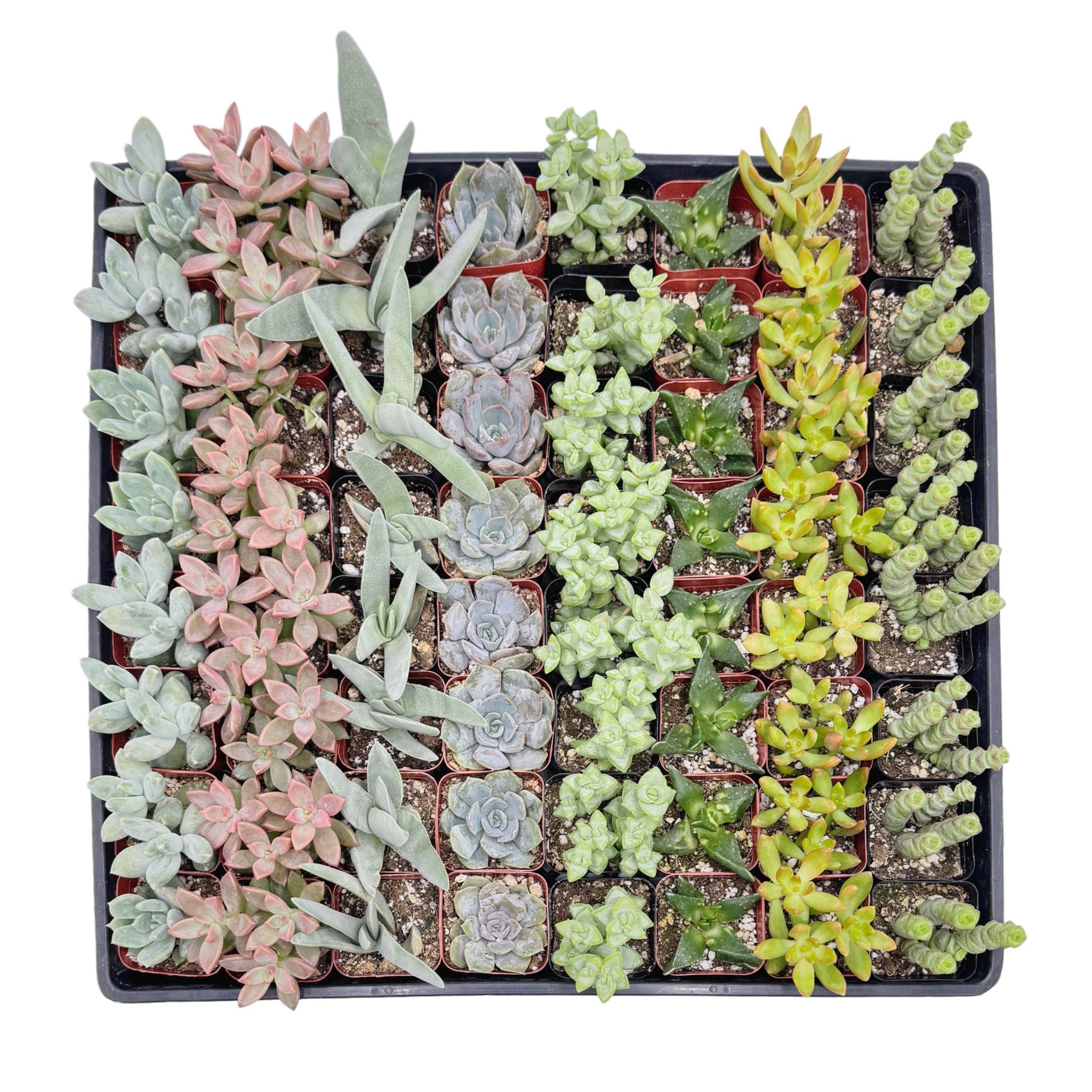 Succulent Wholesale - Wholesale Succulent - Assorted Succulents | 2 inch0