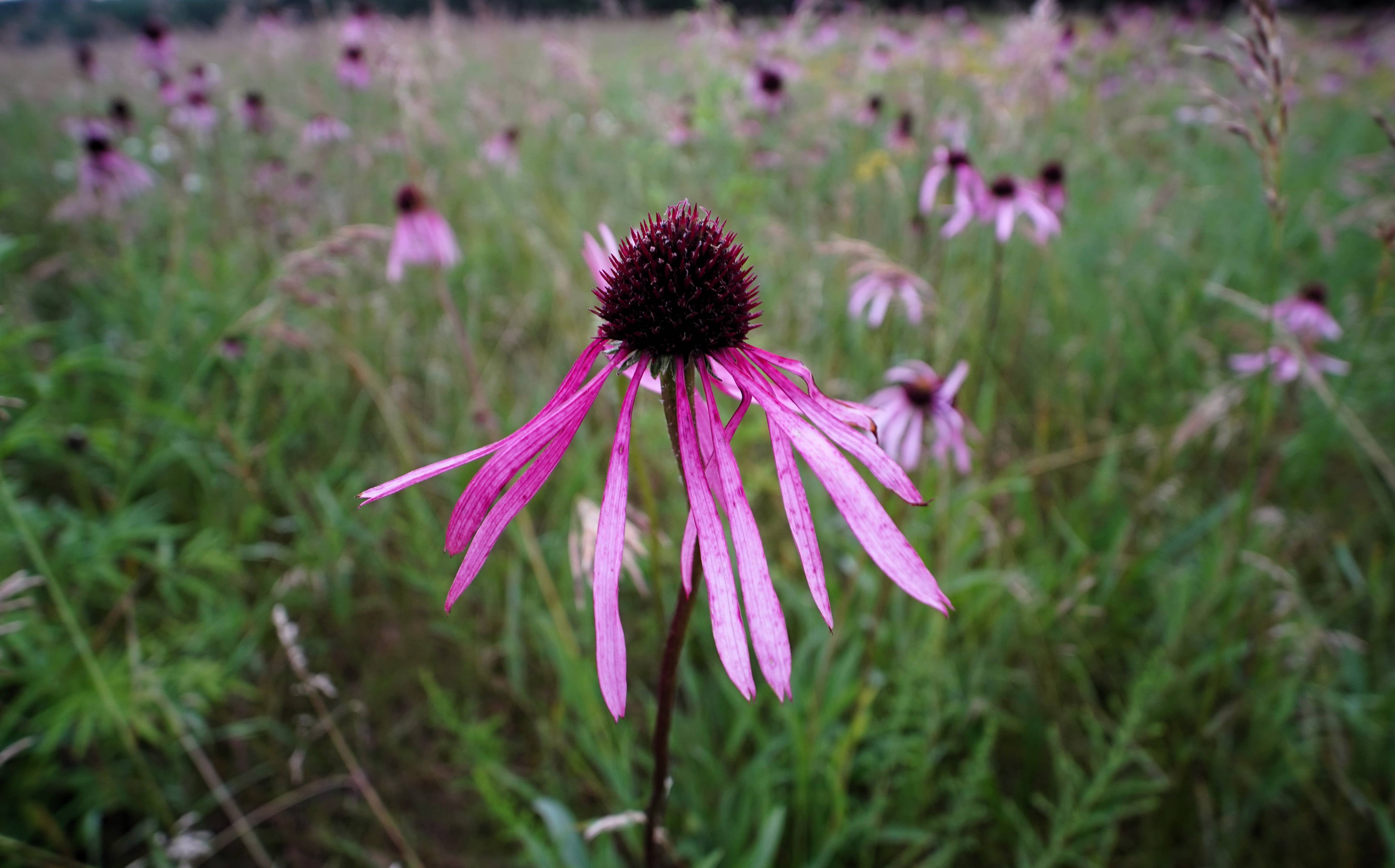Northwoods Tea & Herb LLC - Wholesale Loose Tea - Echinacea Tea2