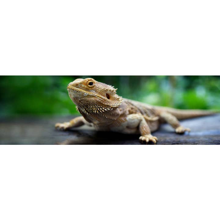 Carefree Enzymes - Wholesale Pet Cleaning Supplies - Cage Protector & Reptile Aquarium Cleaner 16 oz Spray