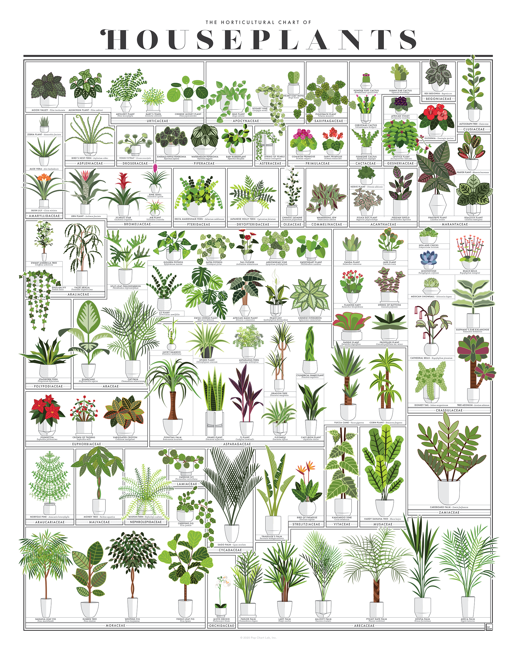 Pop Chart - Vente Affiche d'art - Le tableau horticole des plantes d'intérieur | Impression artistique 16" x 20"1