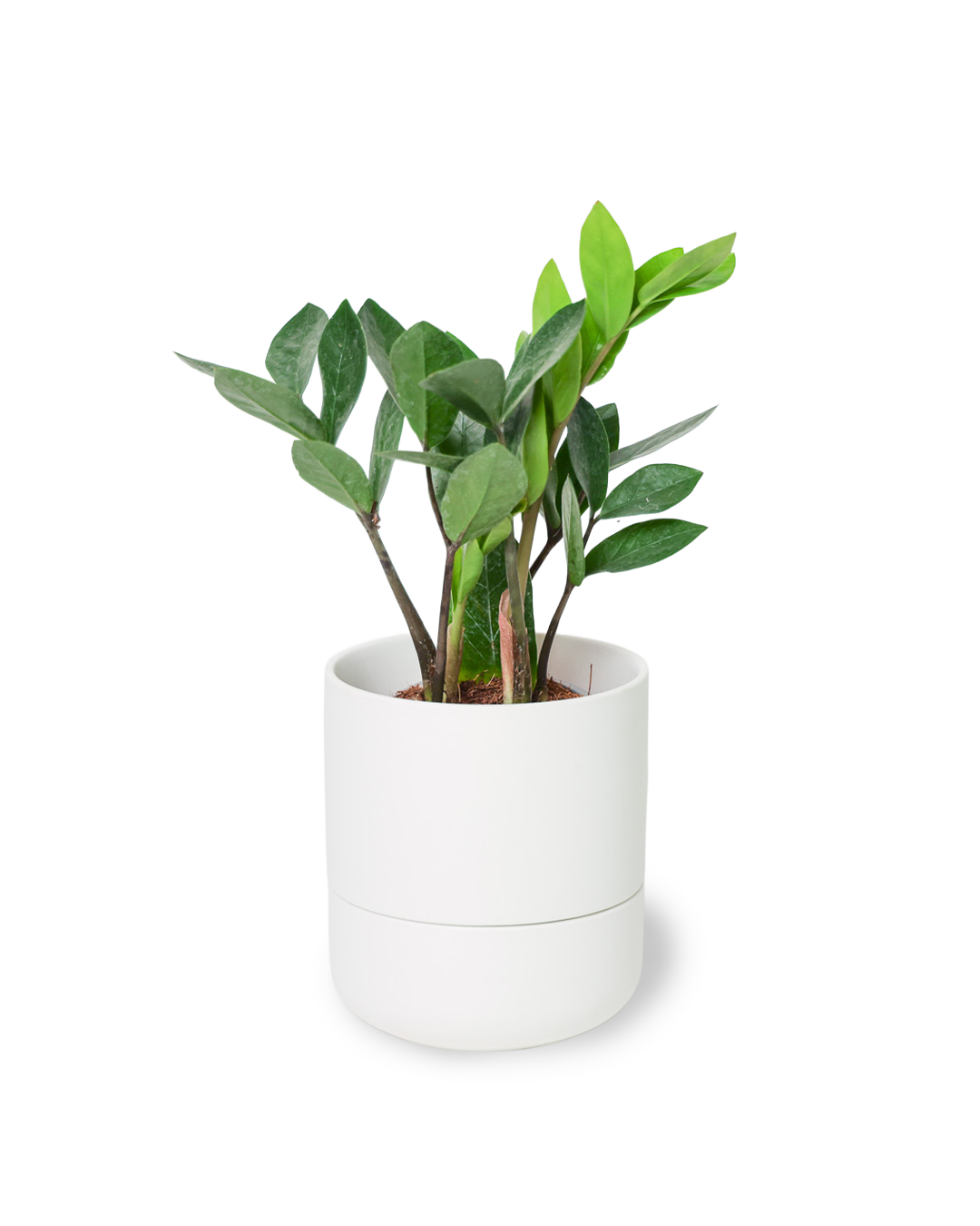 Chive - Vente Pot - Ryan Pots de Plantes d'Intérieur Auto-Arrosants3