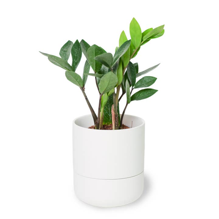 Chive - Vente Pot - Ryan Pots de Plantes d'Intérieur Auto-Arrosants3