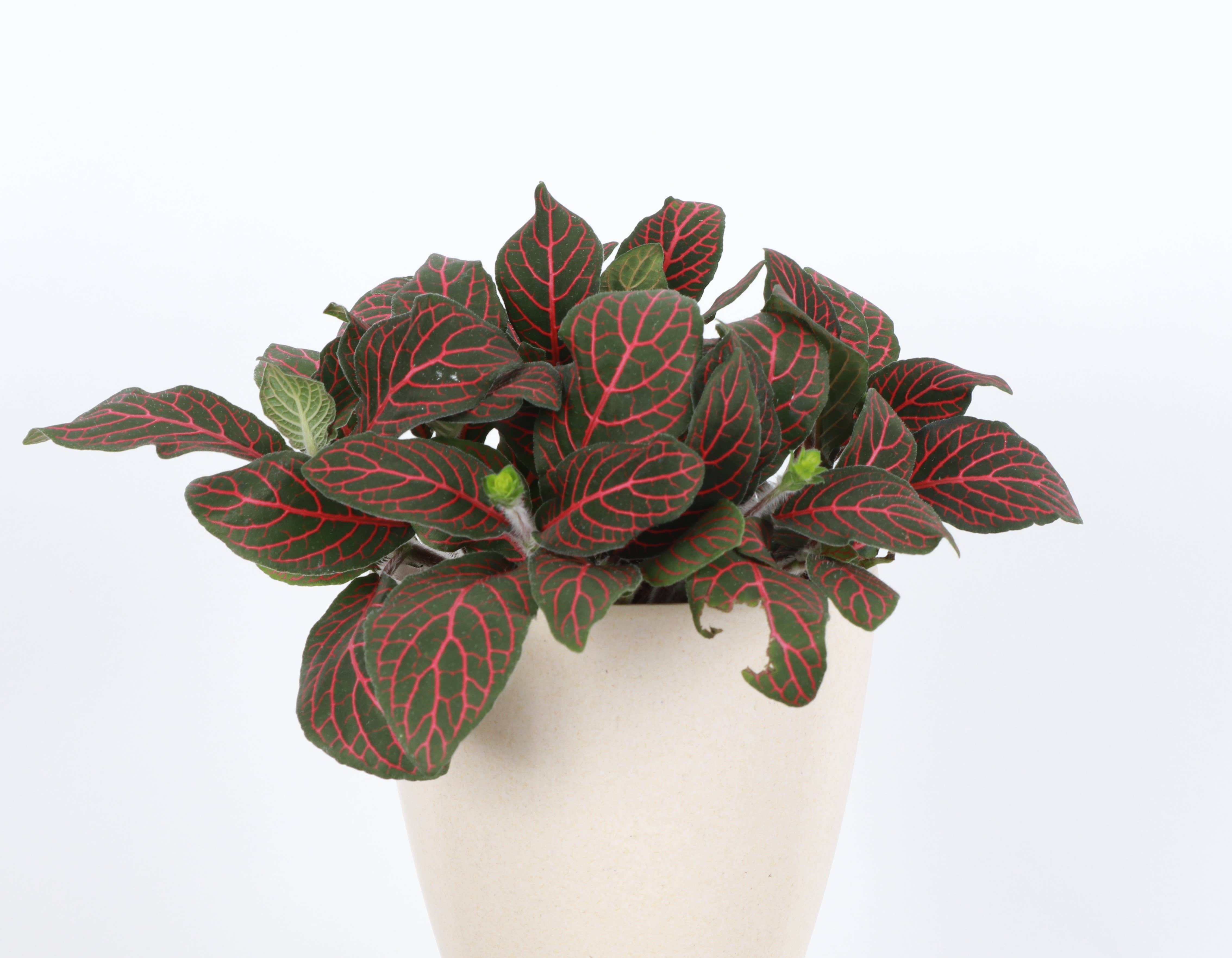 Thorsen's Greenhouse - Wholesale Live Plant - Red Fittonia Nerve Plant - Live Plant2