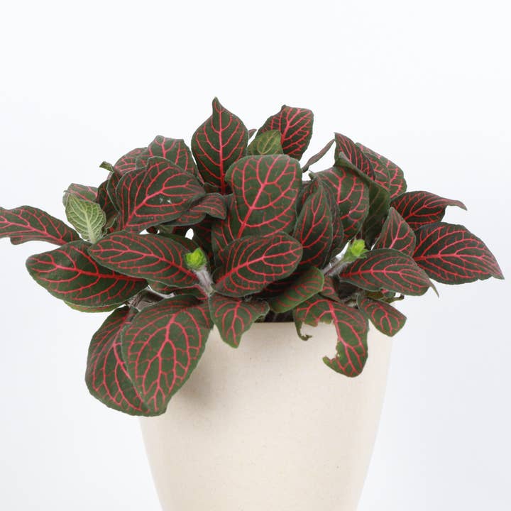 Thorsen's Greenhouse - Wholesale Live Plant - Red Fittonia Nerve Plant - Live Plant2
