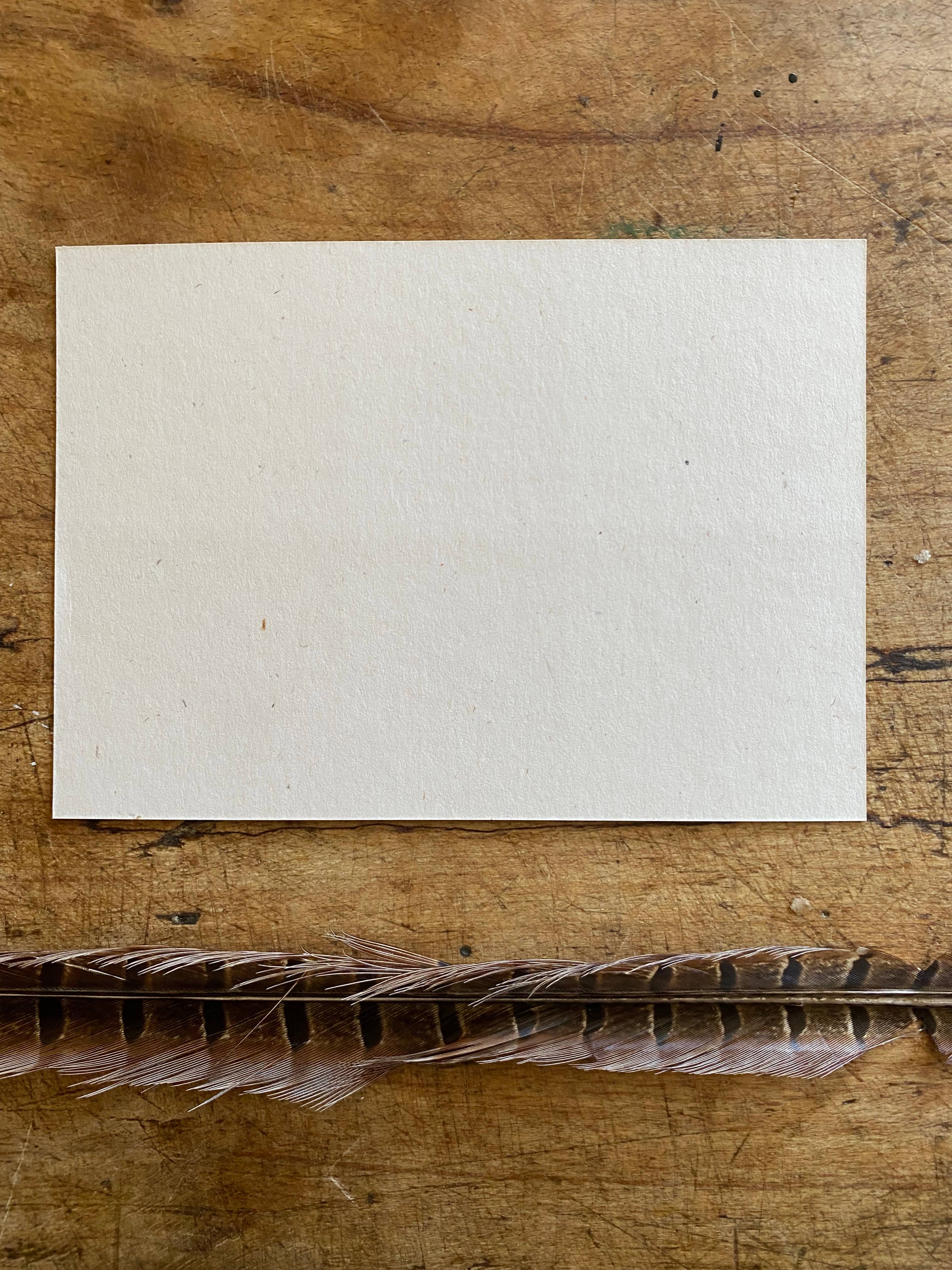 Clare O’Neill Artworks - Wholesale Postcard - A6 Snowdrops and dandelions postcard1