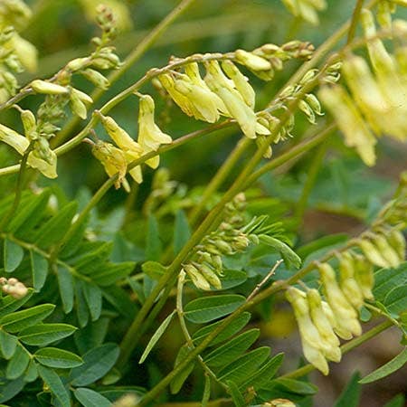 Astraphytos - Phytomars – wholesale Oralt tillskott/Vitamin – Astragalus Astragalus Ekologisk Astraphytos